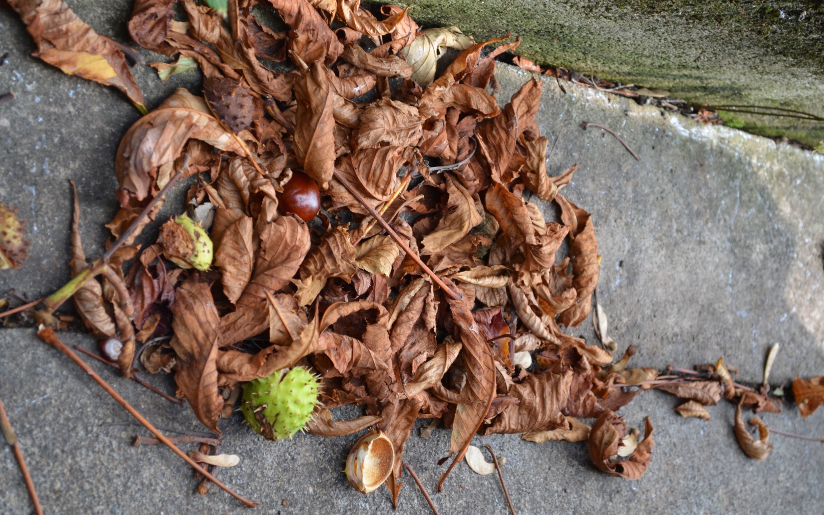 Плоды каштана на земле