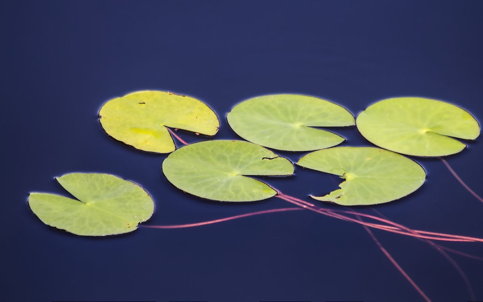 Листья водного растения