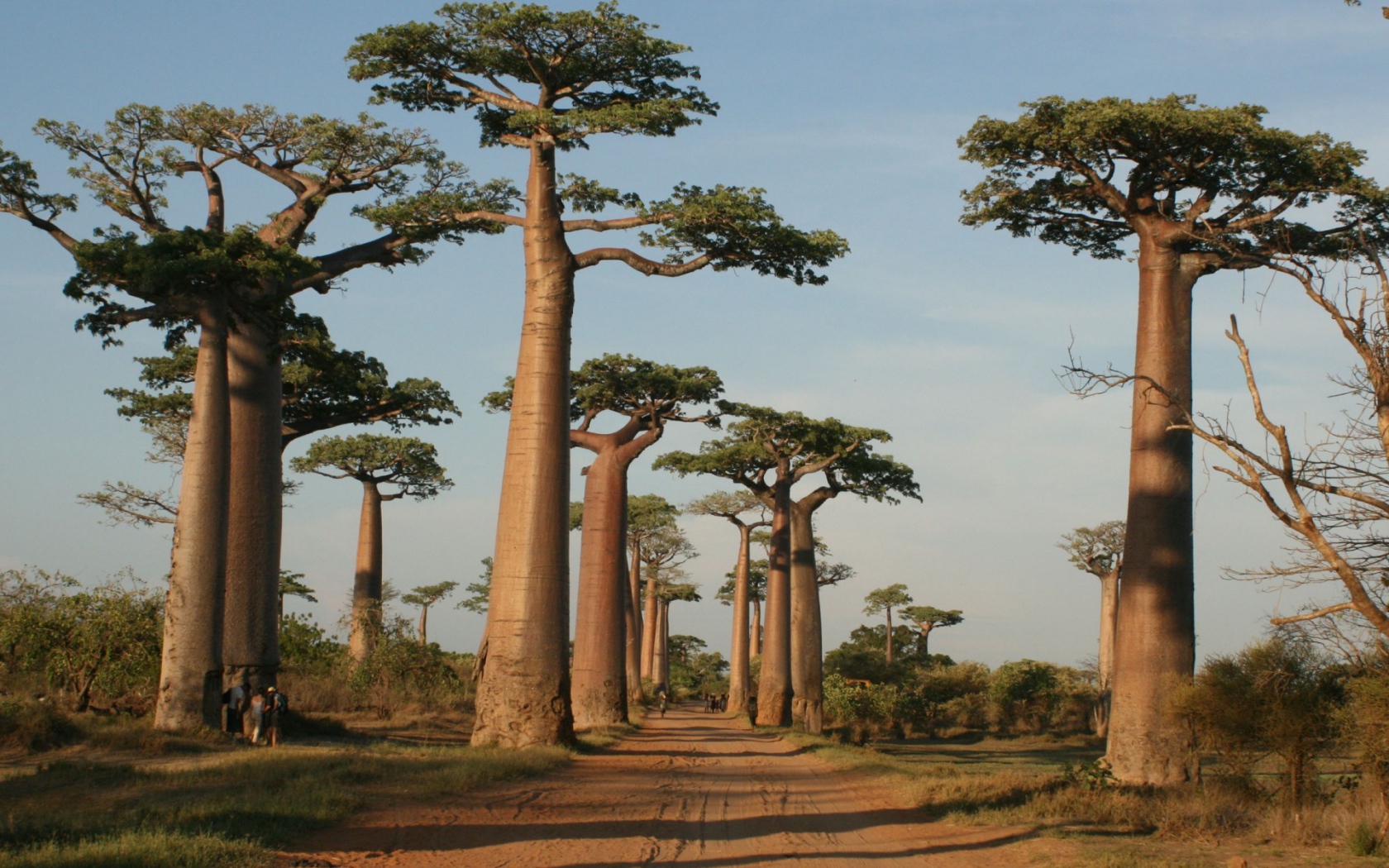Trees beside the road in Madagascar
