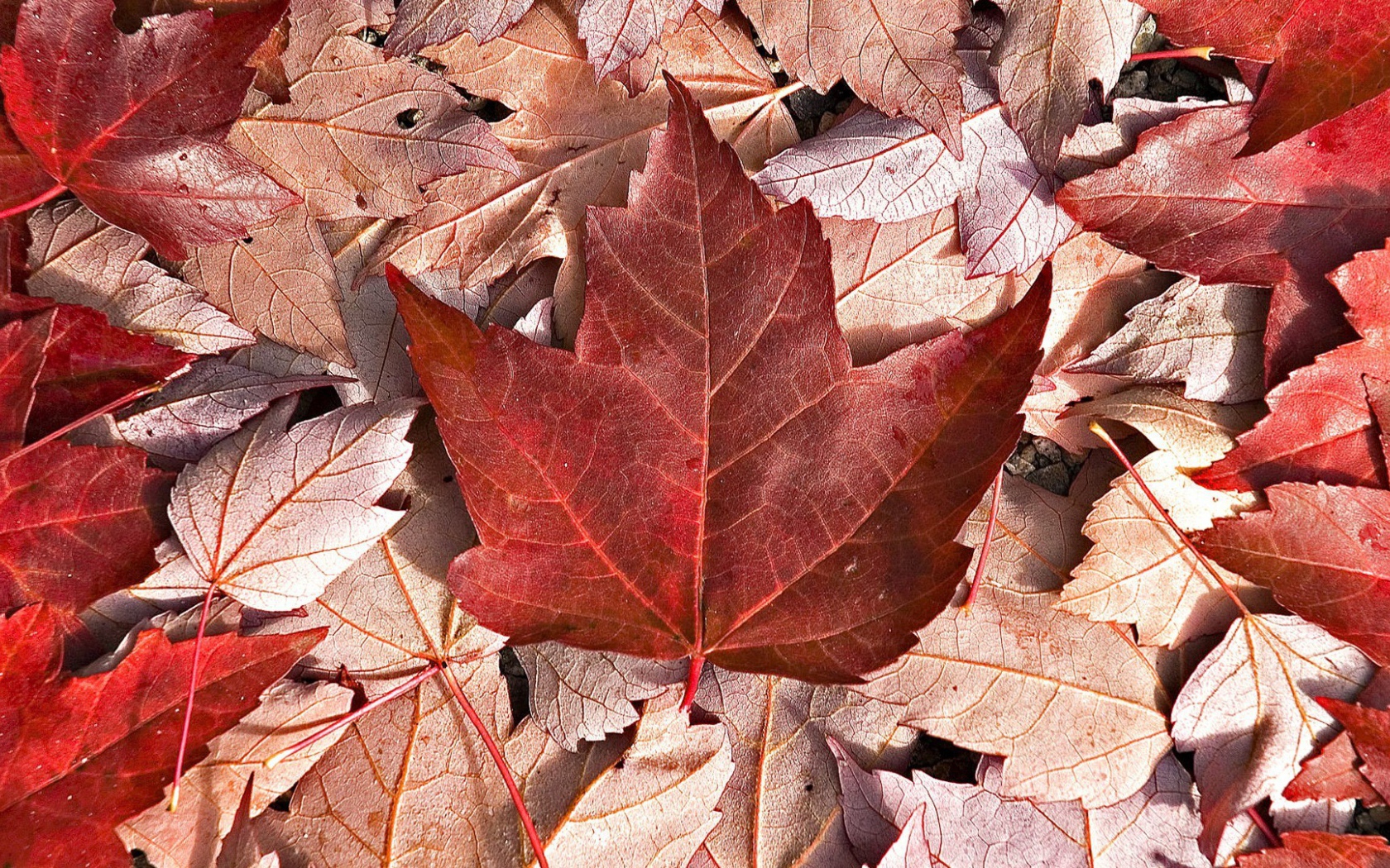 Флаг Канады из осенних листьев