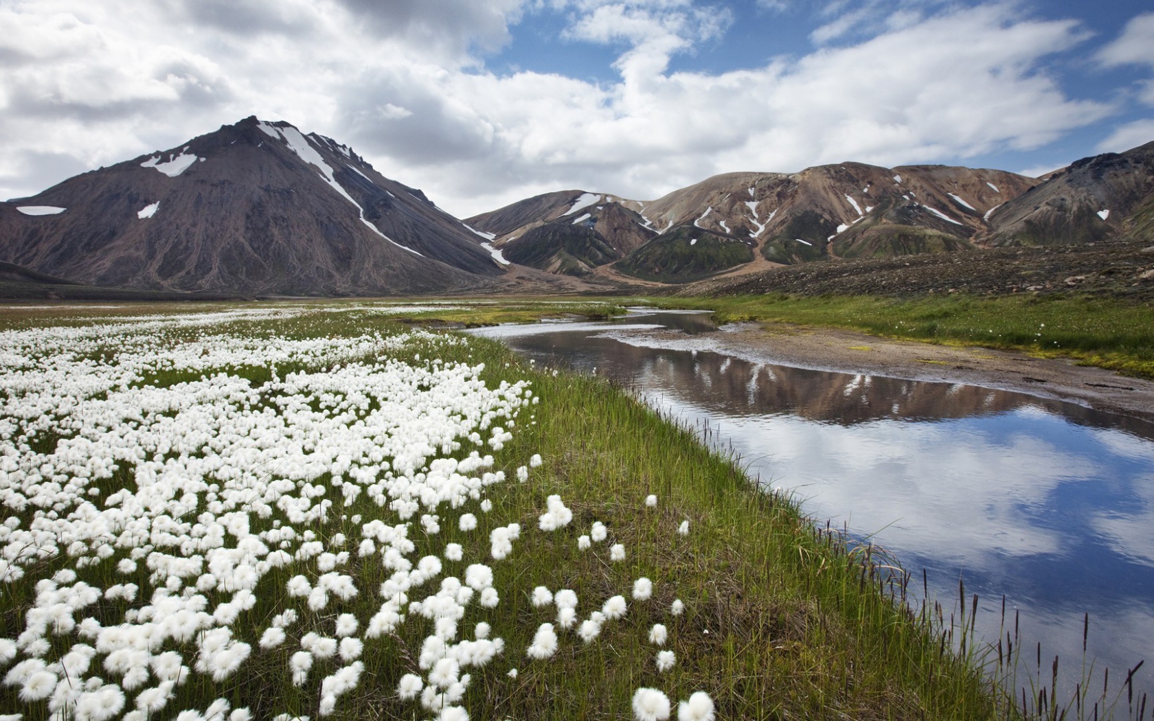 Полевые цветы в Исландии