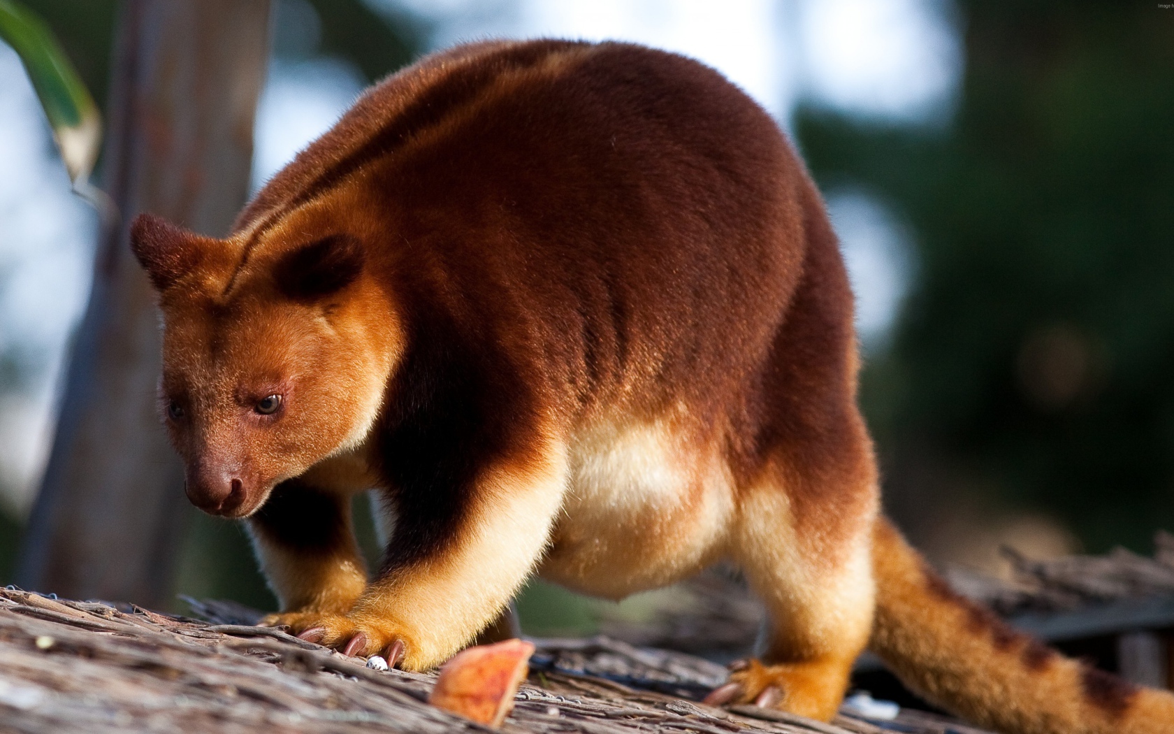 Кенгуру Гудфеллоу в зоопарке