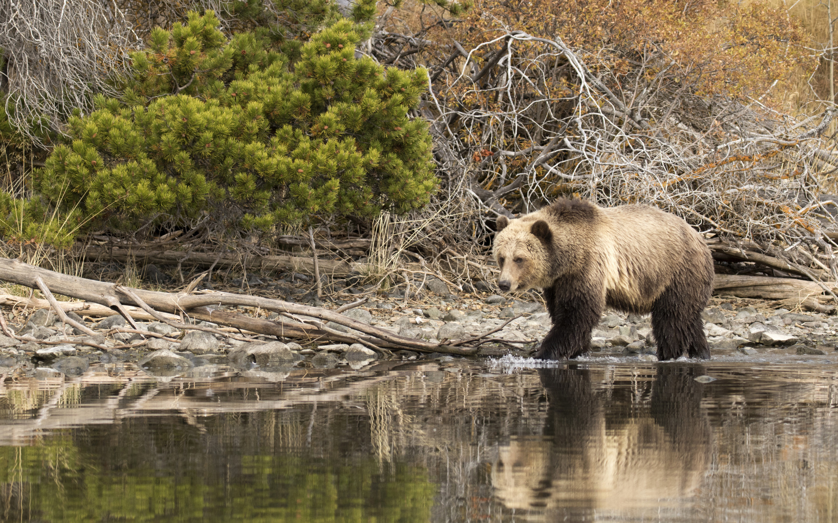 Большой бурый медведь идет по воде