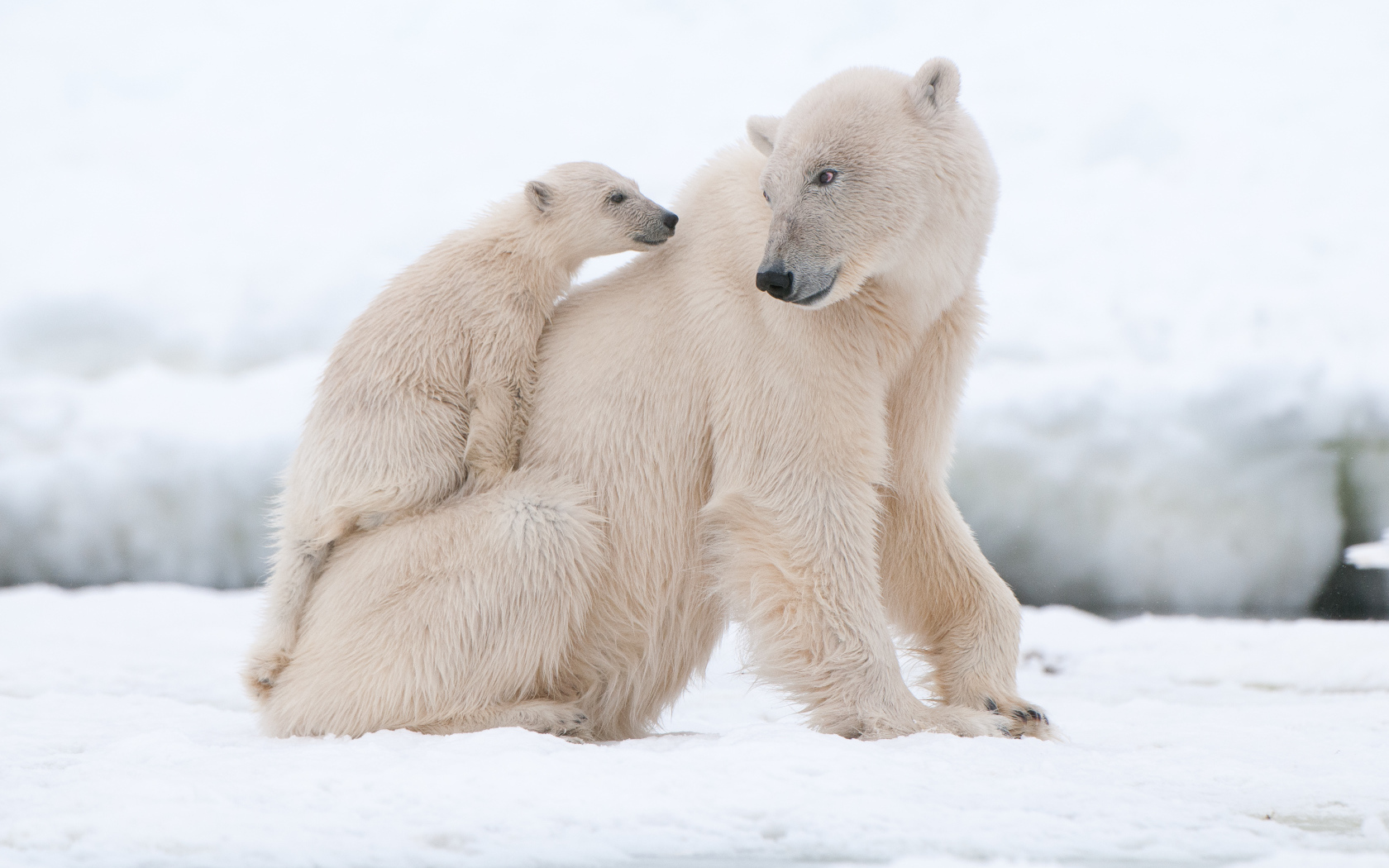 Большая белая медведица с маленьким медвежонком на снегу