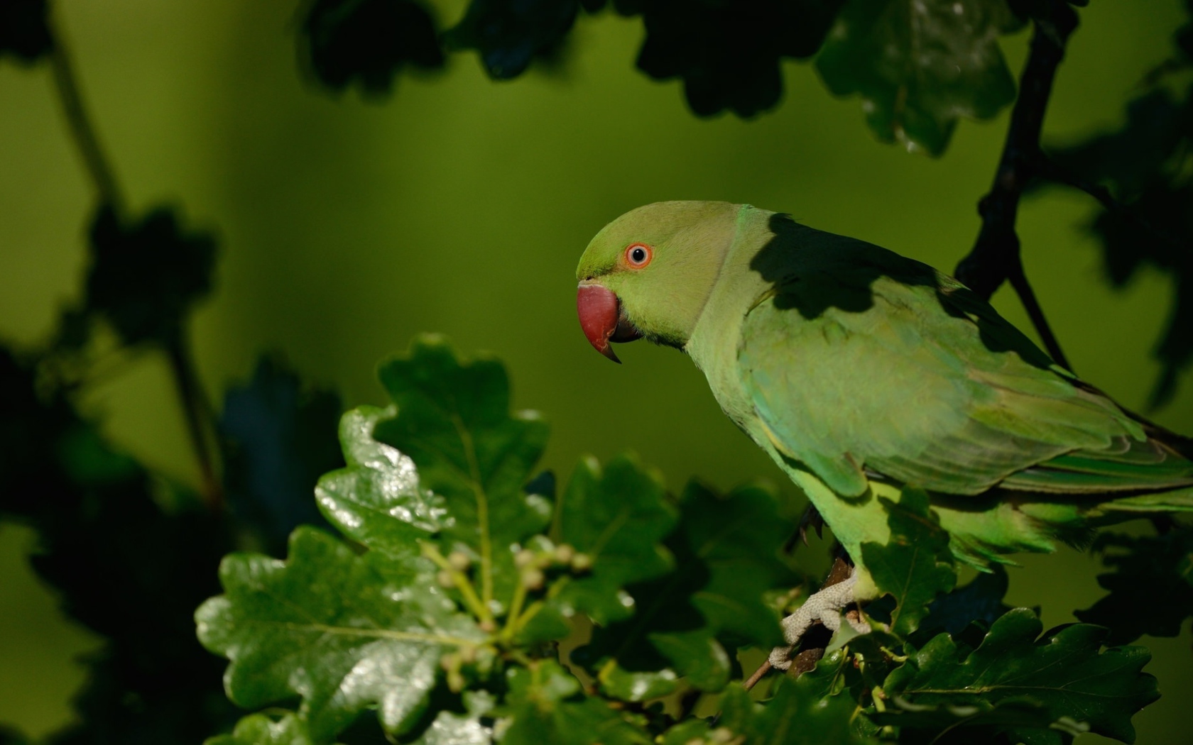 Зеленый попугай с красным клювом сидит на ветке 