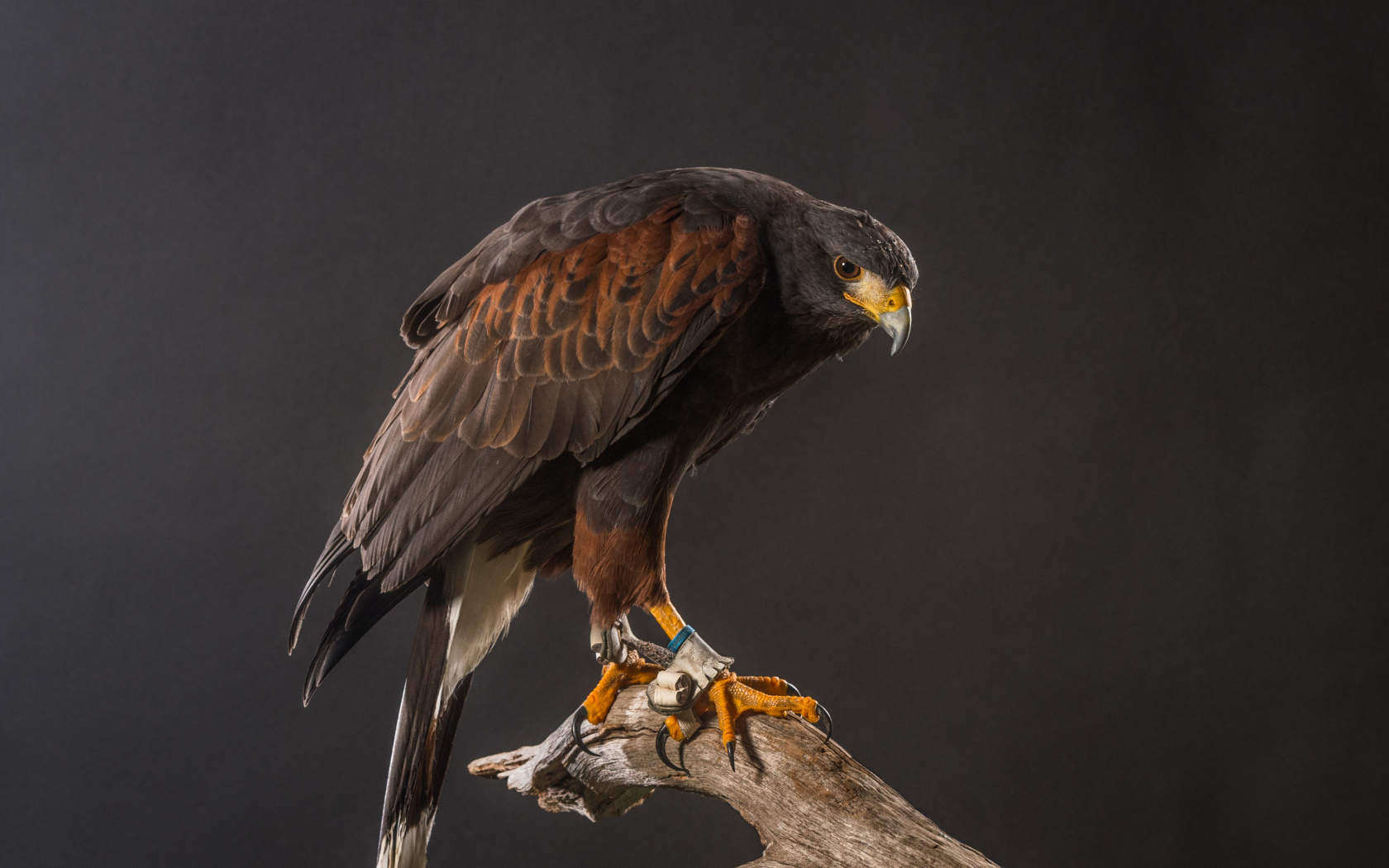 Большой хищный ястреб сидит на ветке