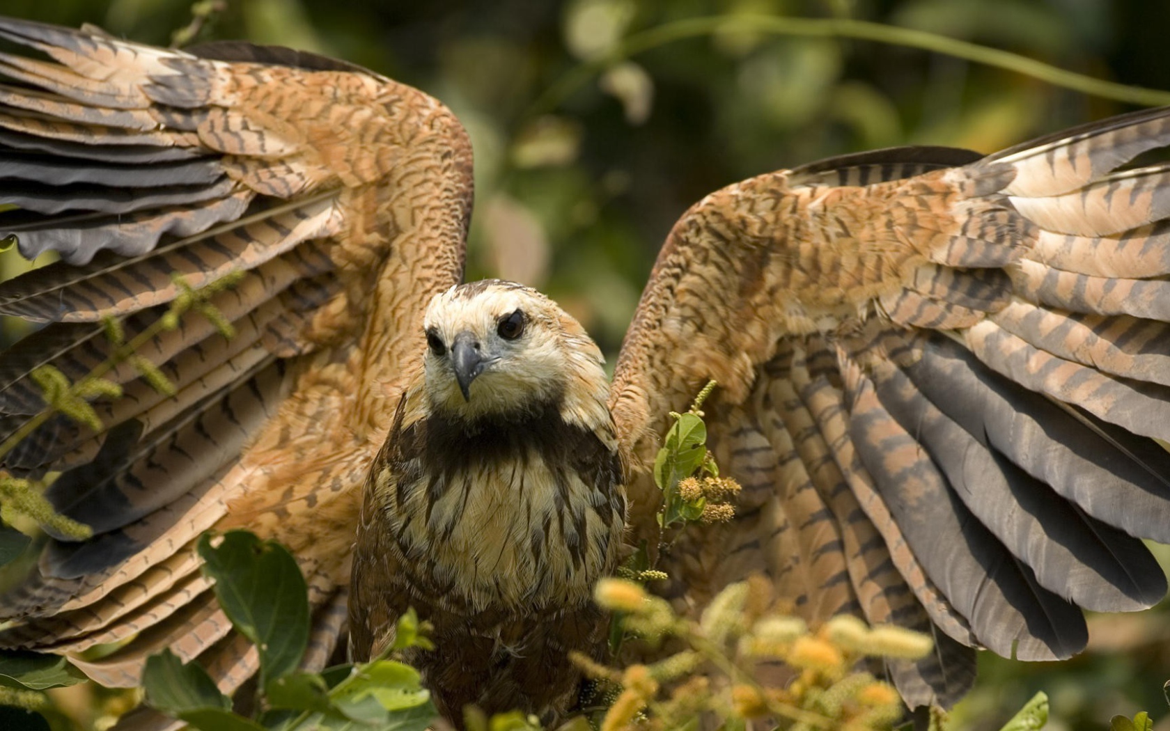 Большой хищный ястреб расправил крылья