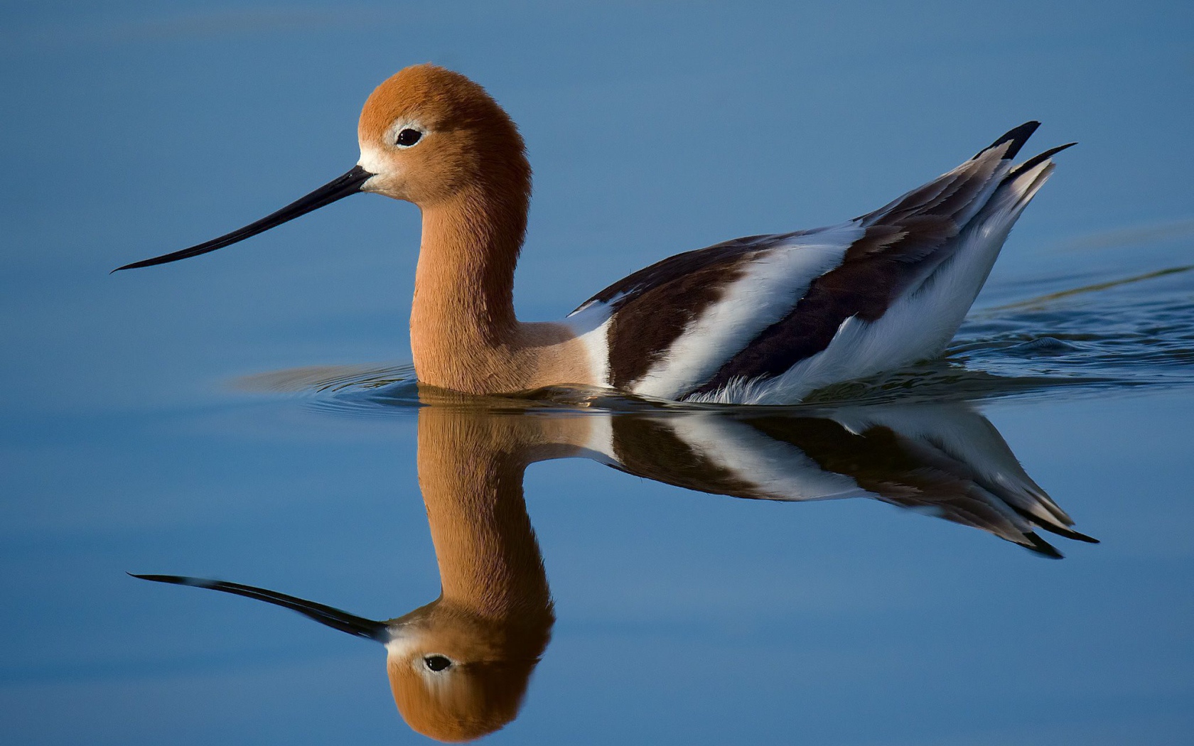 Красивая птица Американская шилоклювка отражается в воде 