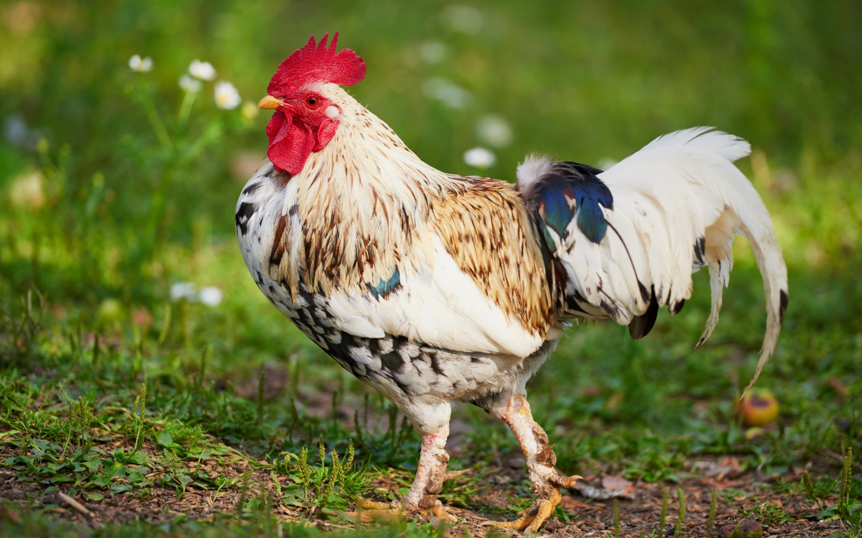 Красивый породистый петух 