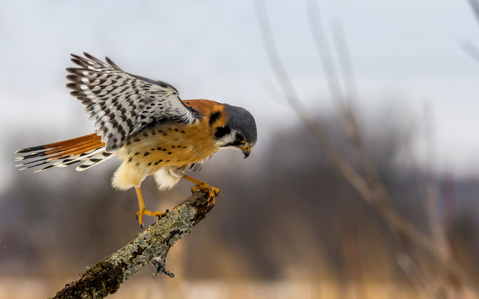Хищная птица сокол сидит на ветке 