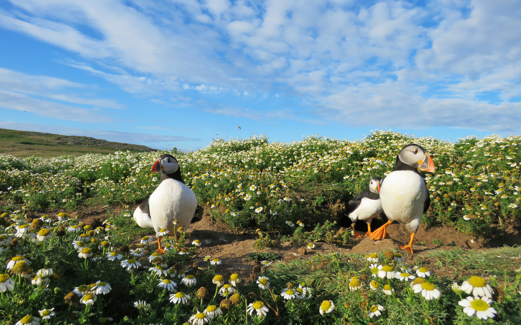 Птицы тупики на ромашковом поле под голубым небом