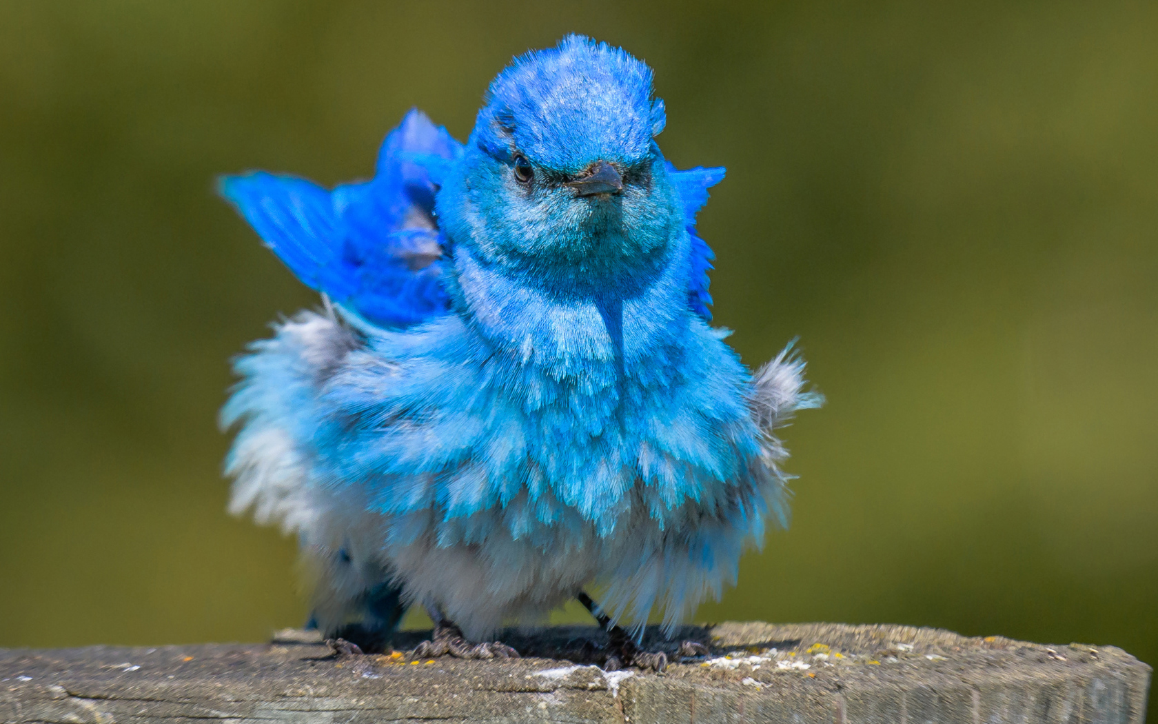 Голубая маленькая птичка Сиалия 