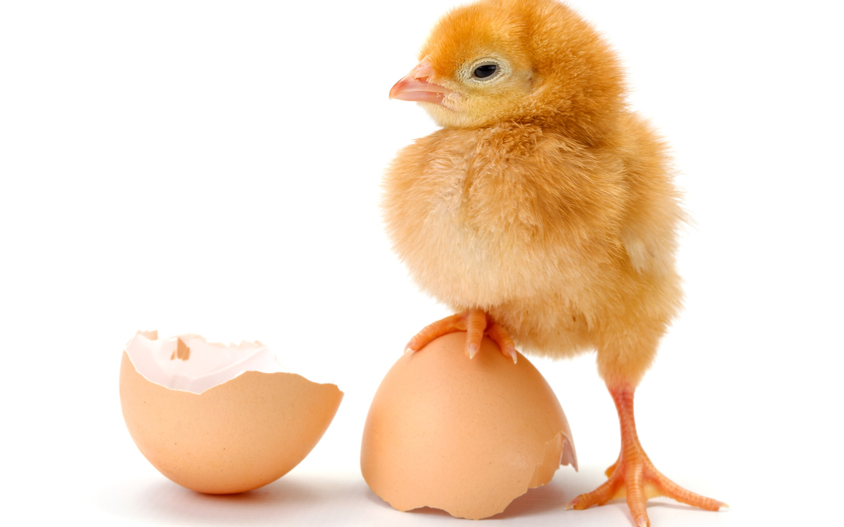Цыпленок с разбитой яичной скорлупой на белом фоне