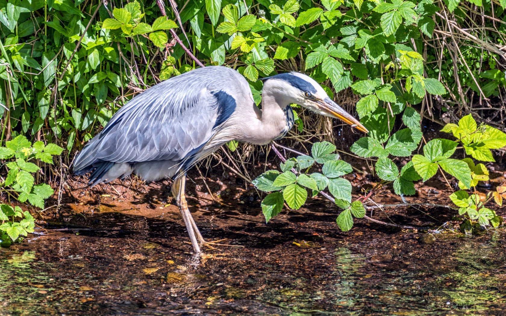 Серая цапля охотится в воде