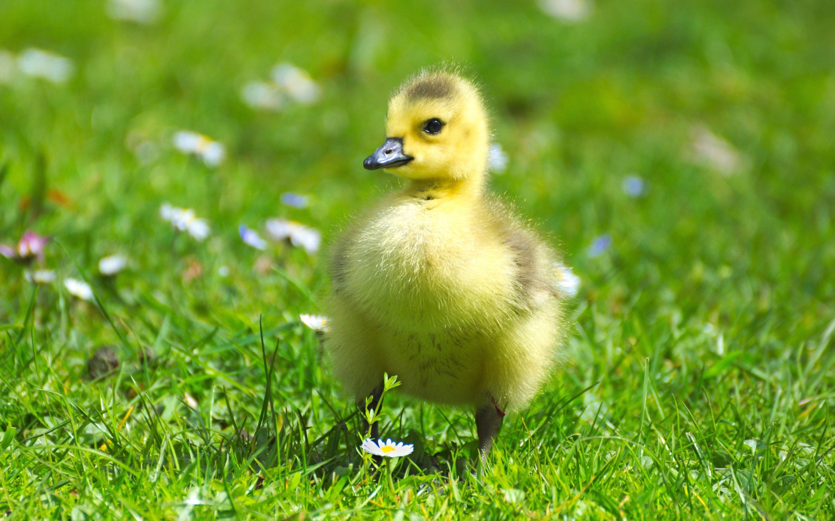 Маленький милый гусенок на зеленой траве