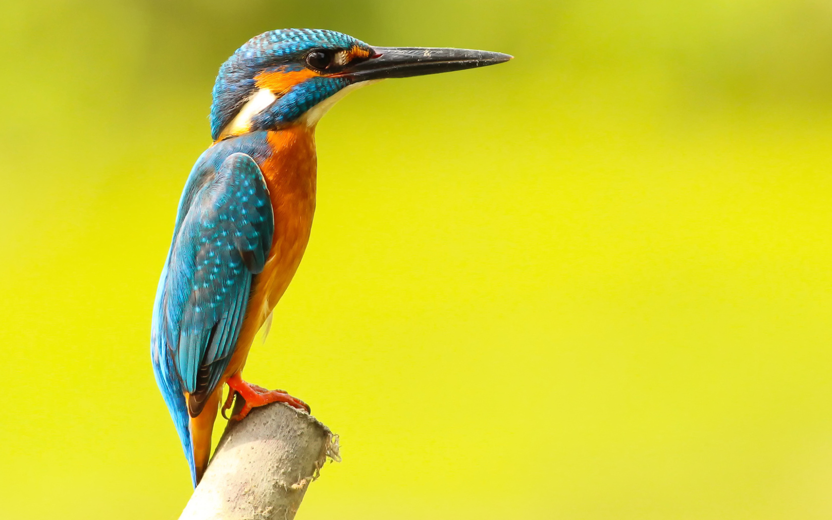Разноцветная птица зимородок на желтом фоне