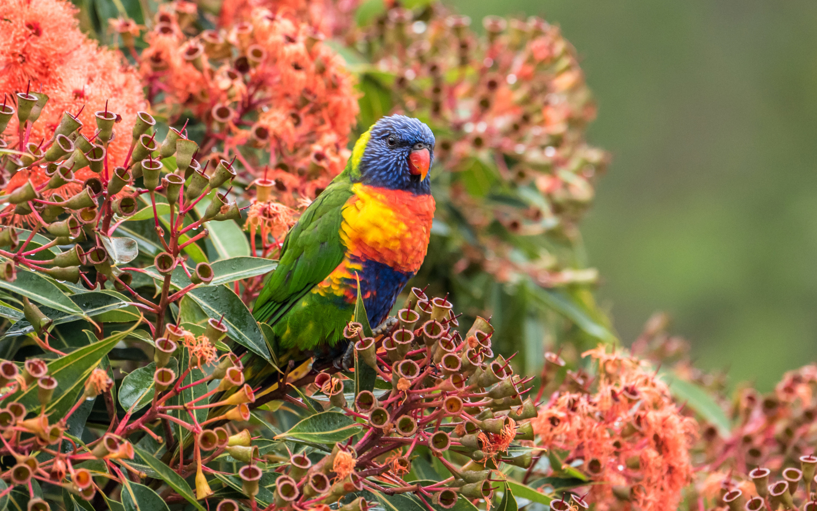 Многоцветный лорикет сидит на экзотическом цветке 