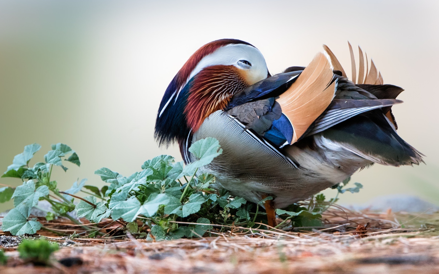 Спящая разноцветная уточка мандаринка 