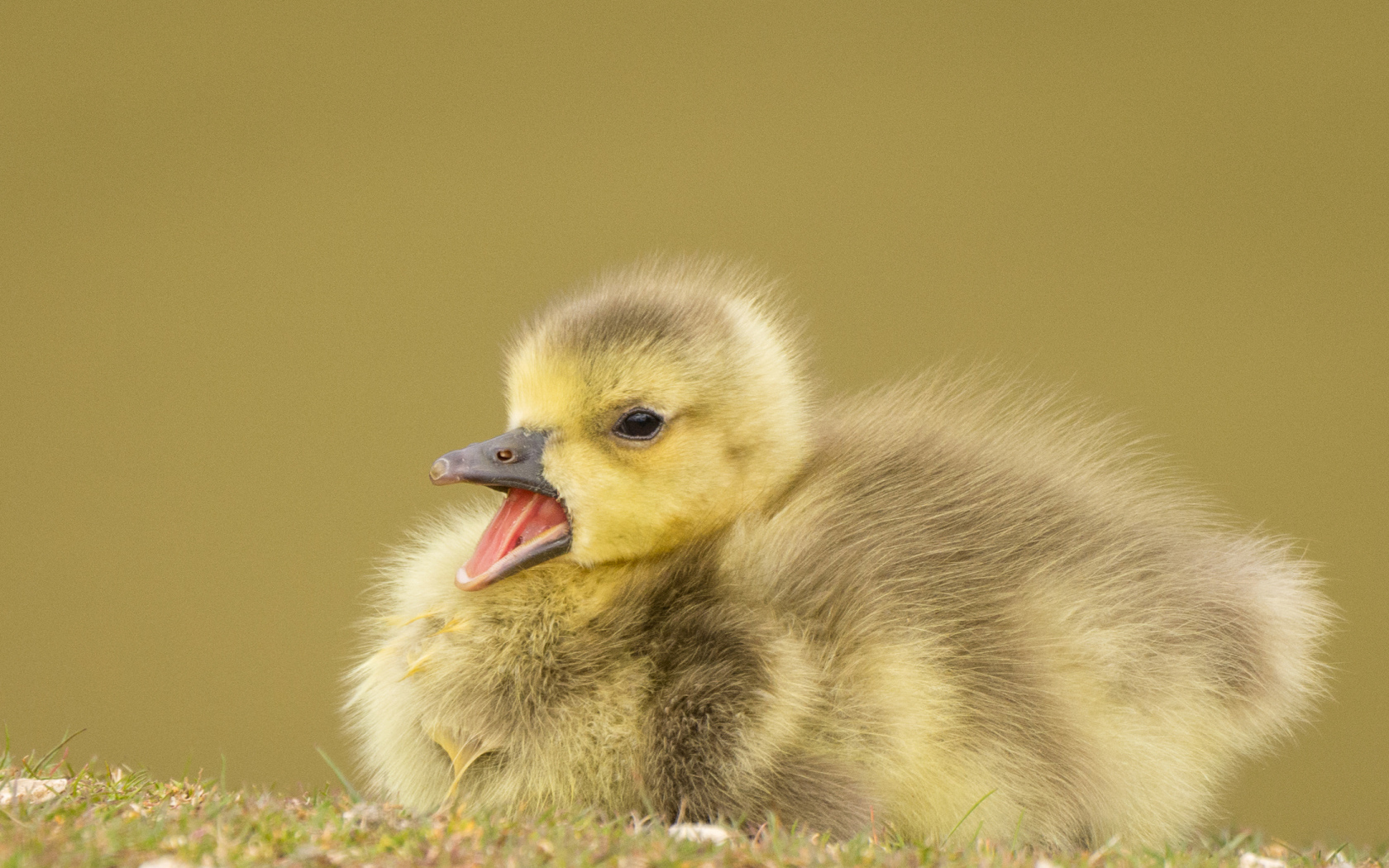Маленький утенок с открытым клювом