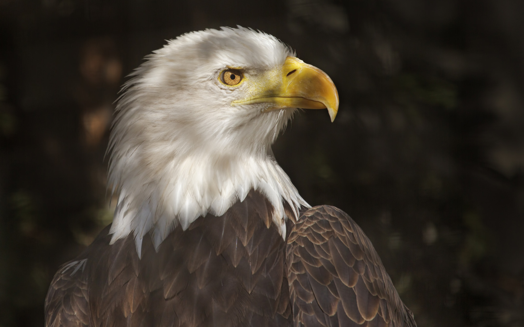 Хищный белоголовый орлан 