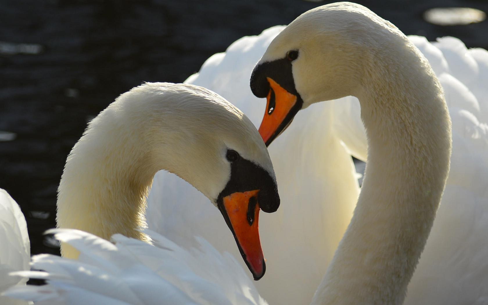 Два больших белых лебедя