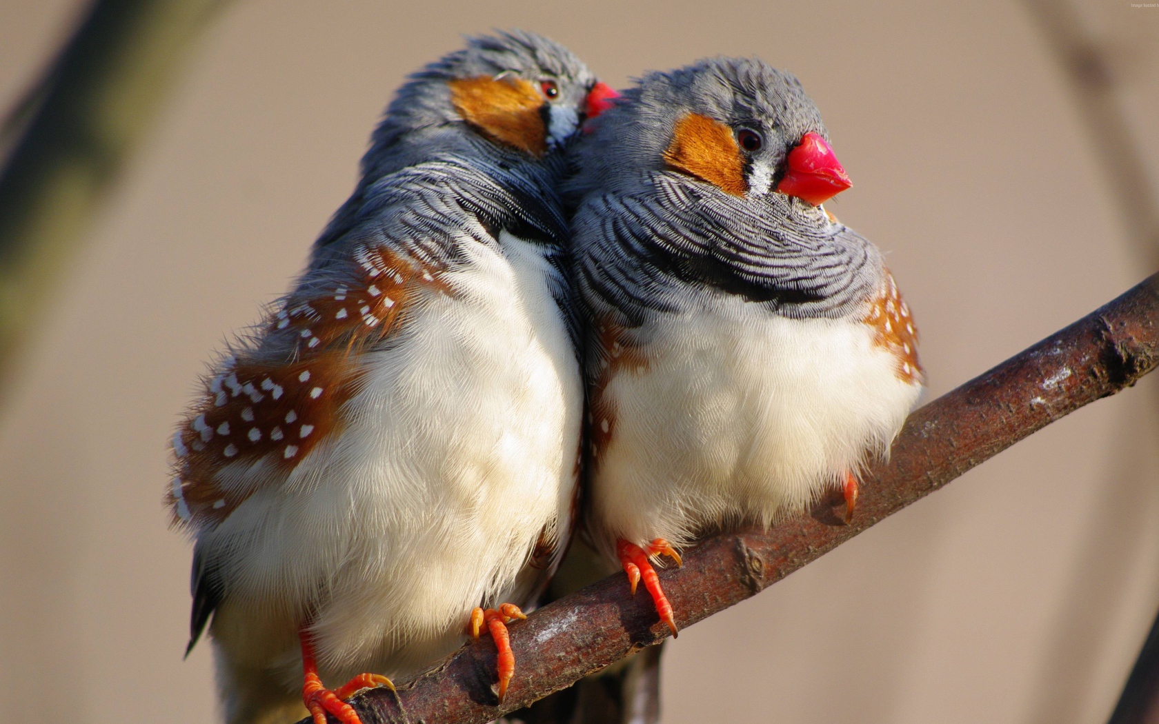 Две милых канарейки на ветке дерева