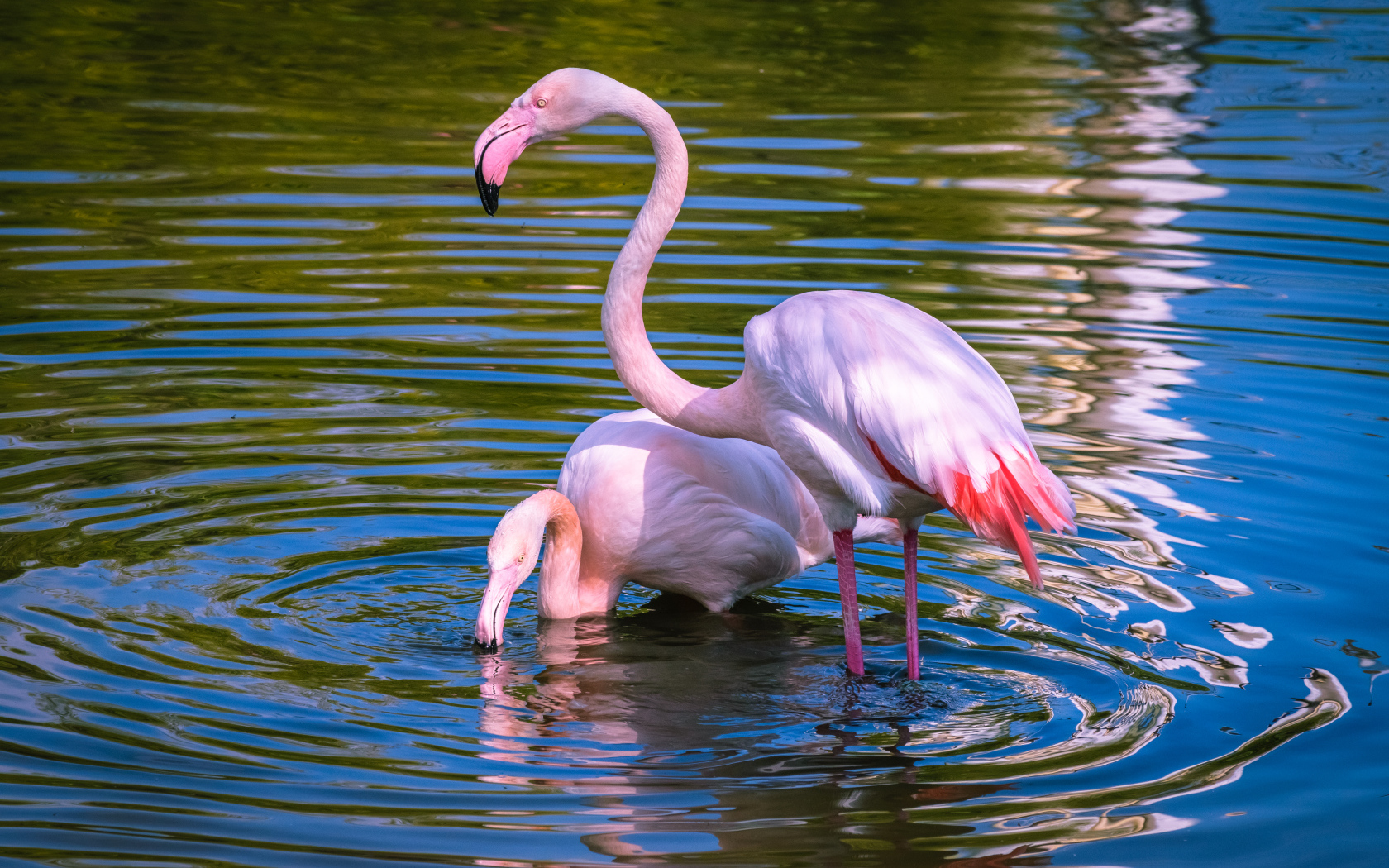 Два розовых фламинго купаются в воде