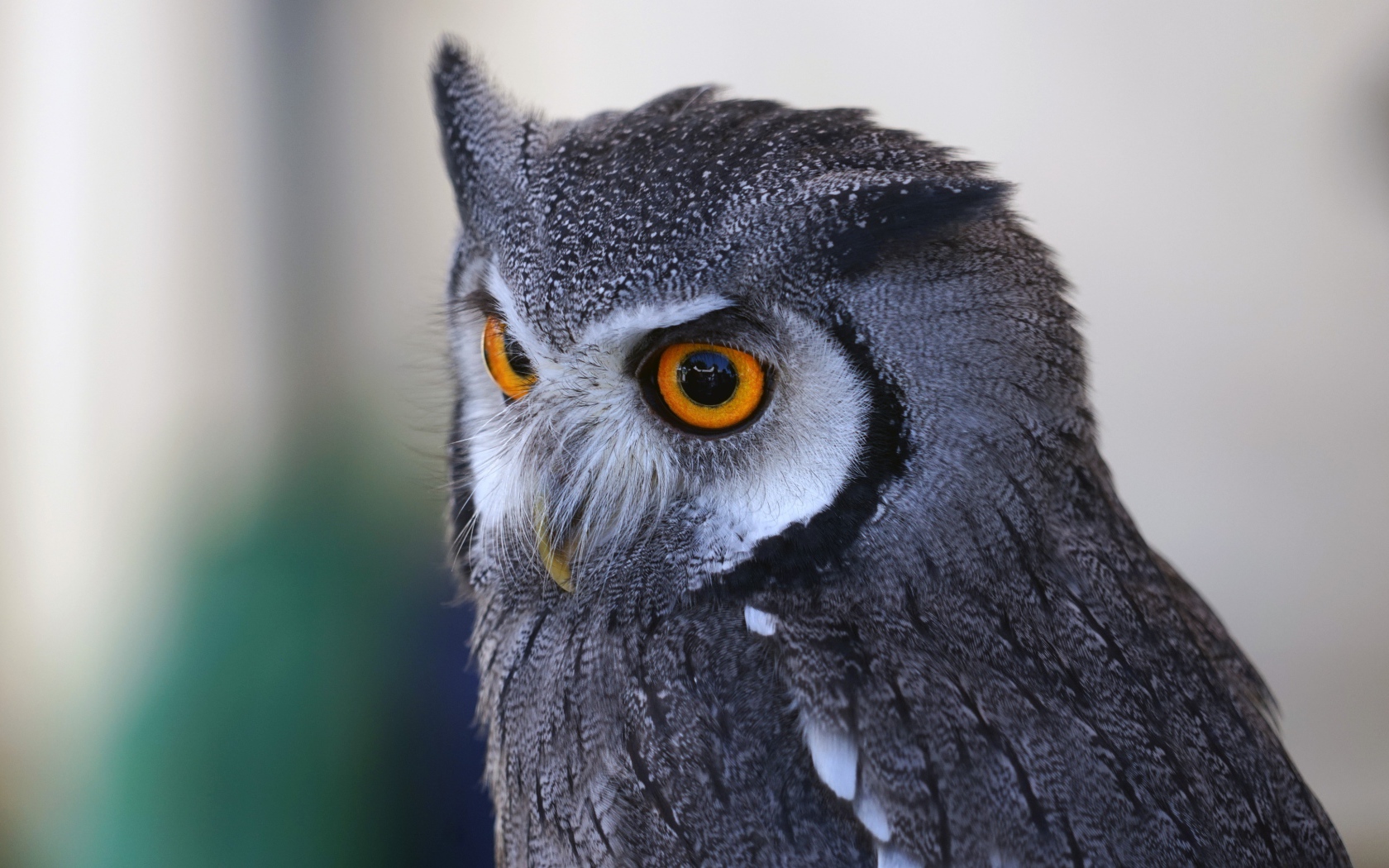 Большая серая сова с большими желтыми глазами 