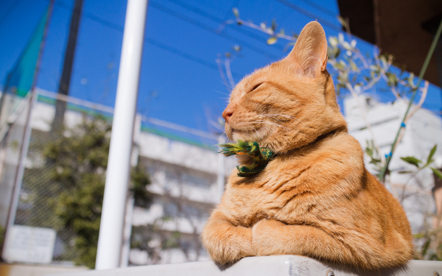 Красивый рыжий кот греется на солнце