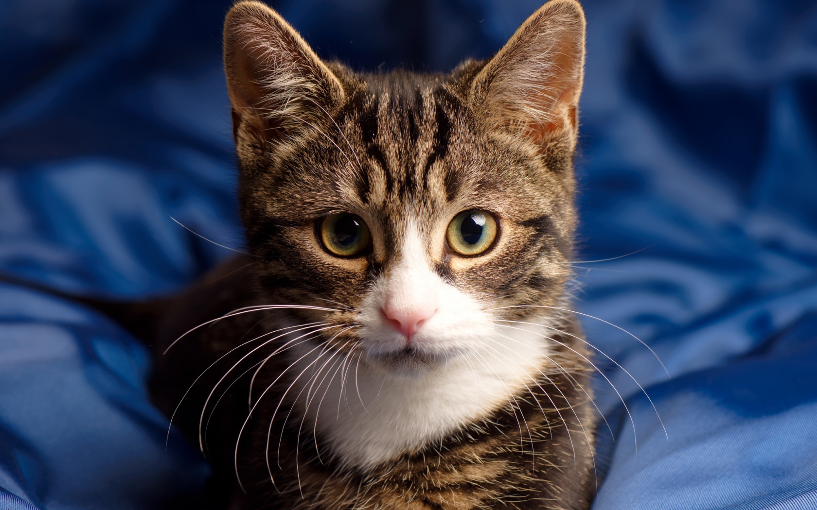 Серая кошка сидит на голубом покрывале 