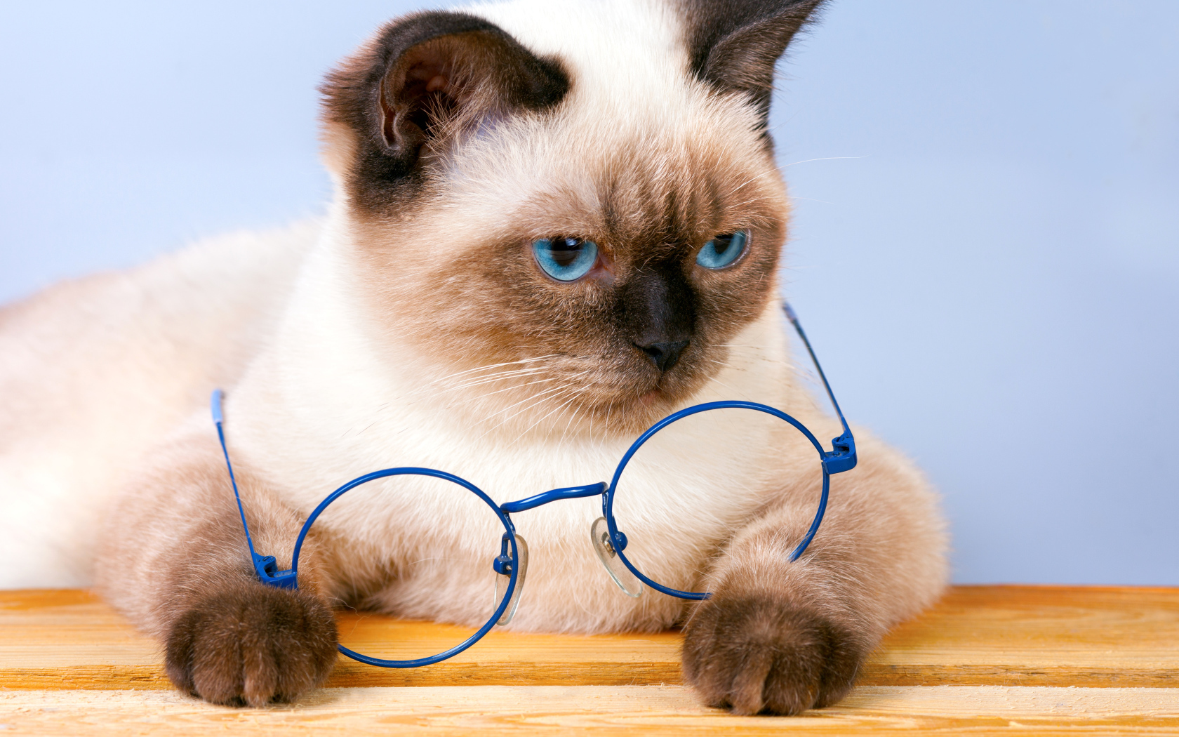 Красивый сиамский кот с синими очками