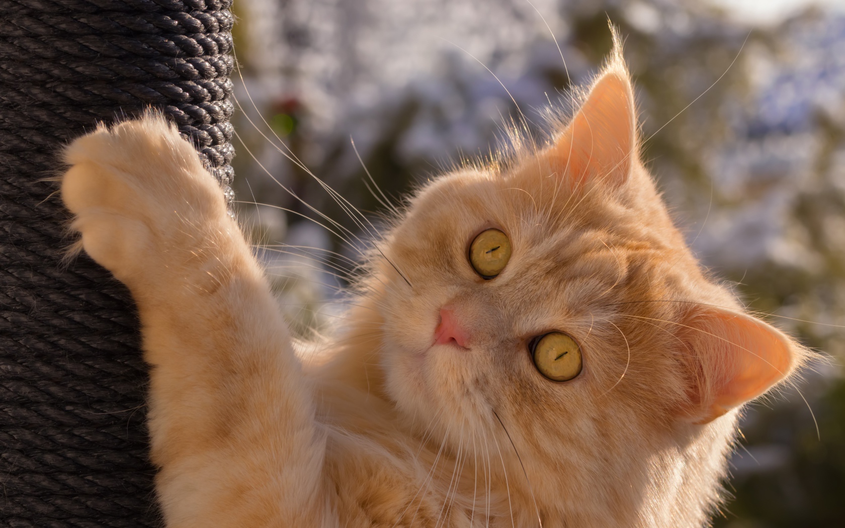 Красивый рыжий зеленоглазый кот