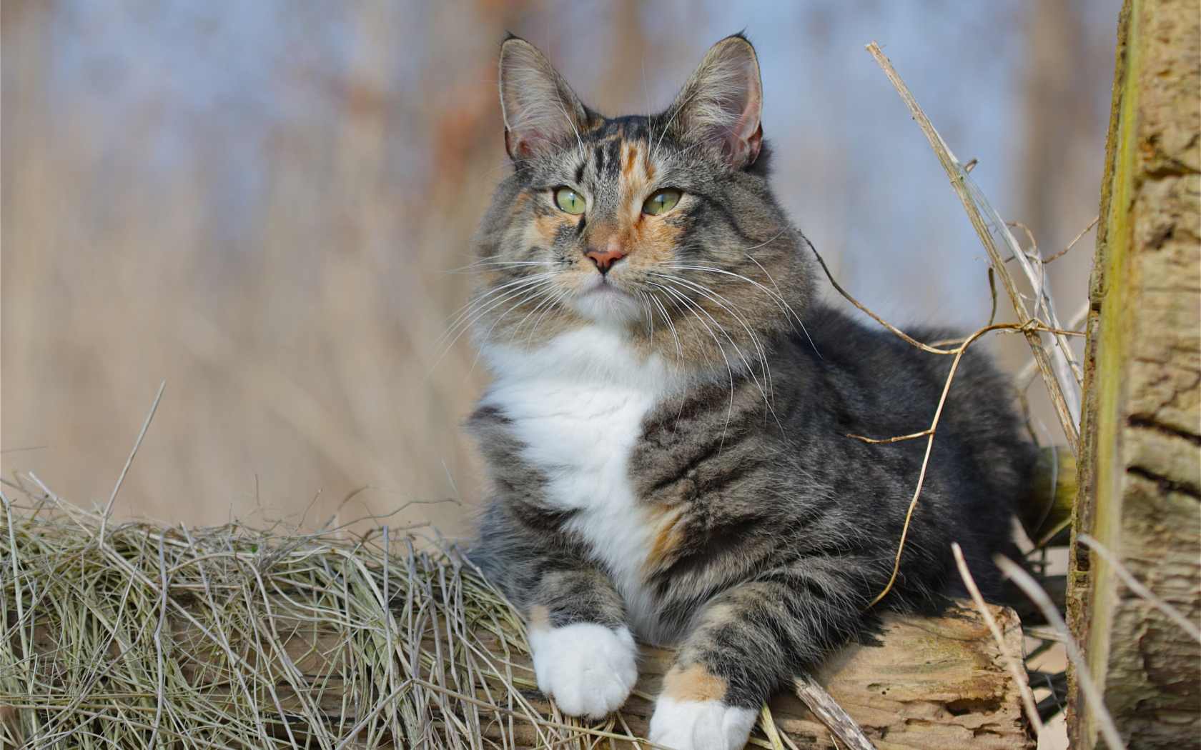 Большой красивый пушистый кот лежит на дереве 
