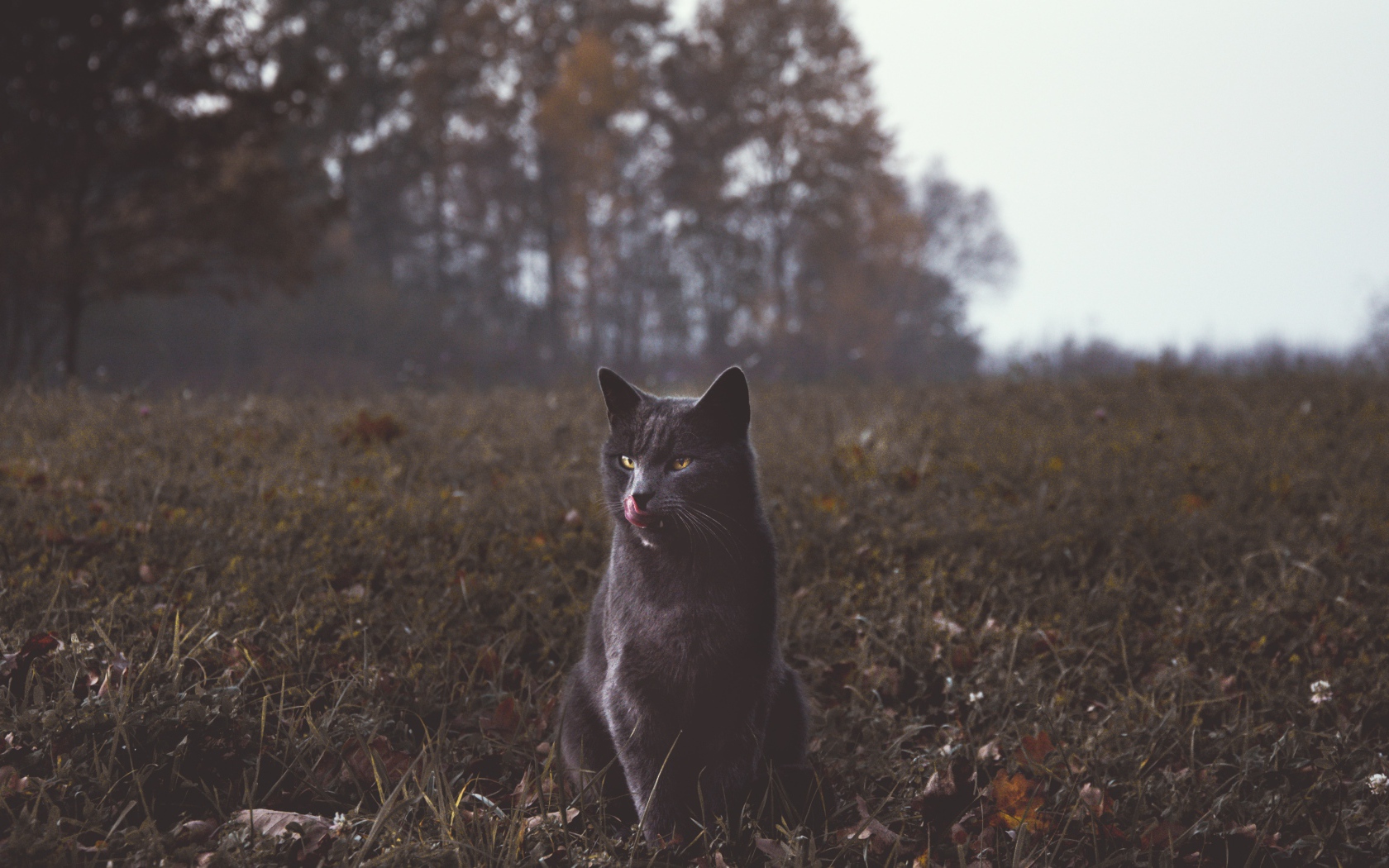 Серый кот видит траве осенью