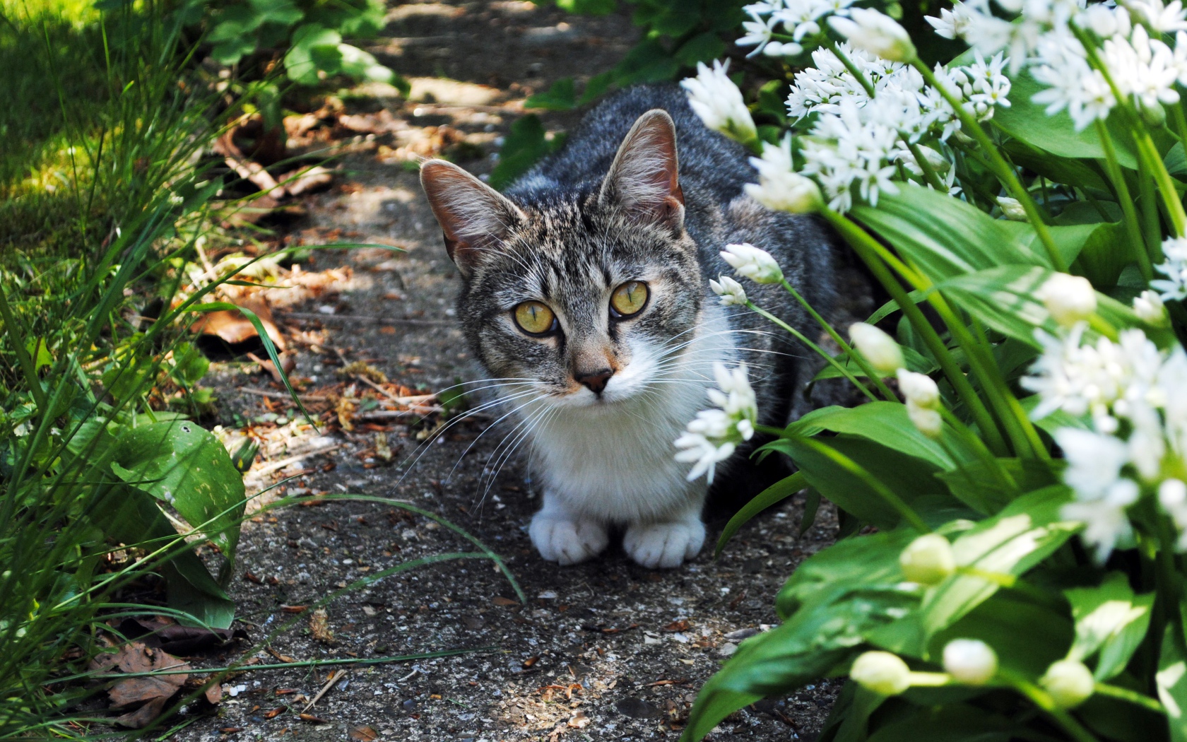 Серый кот с зелеными глазами в цветах 