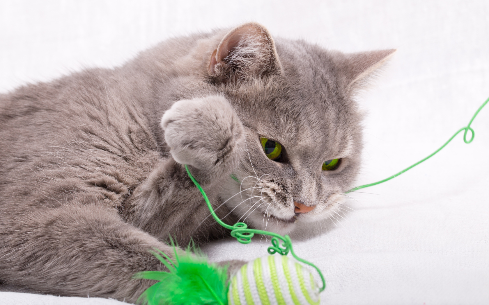 Серый зеленоглазый кот играет с игрушкой на белом фоне