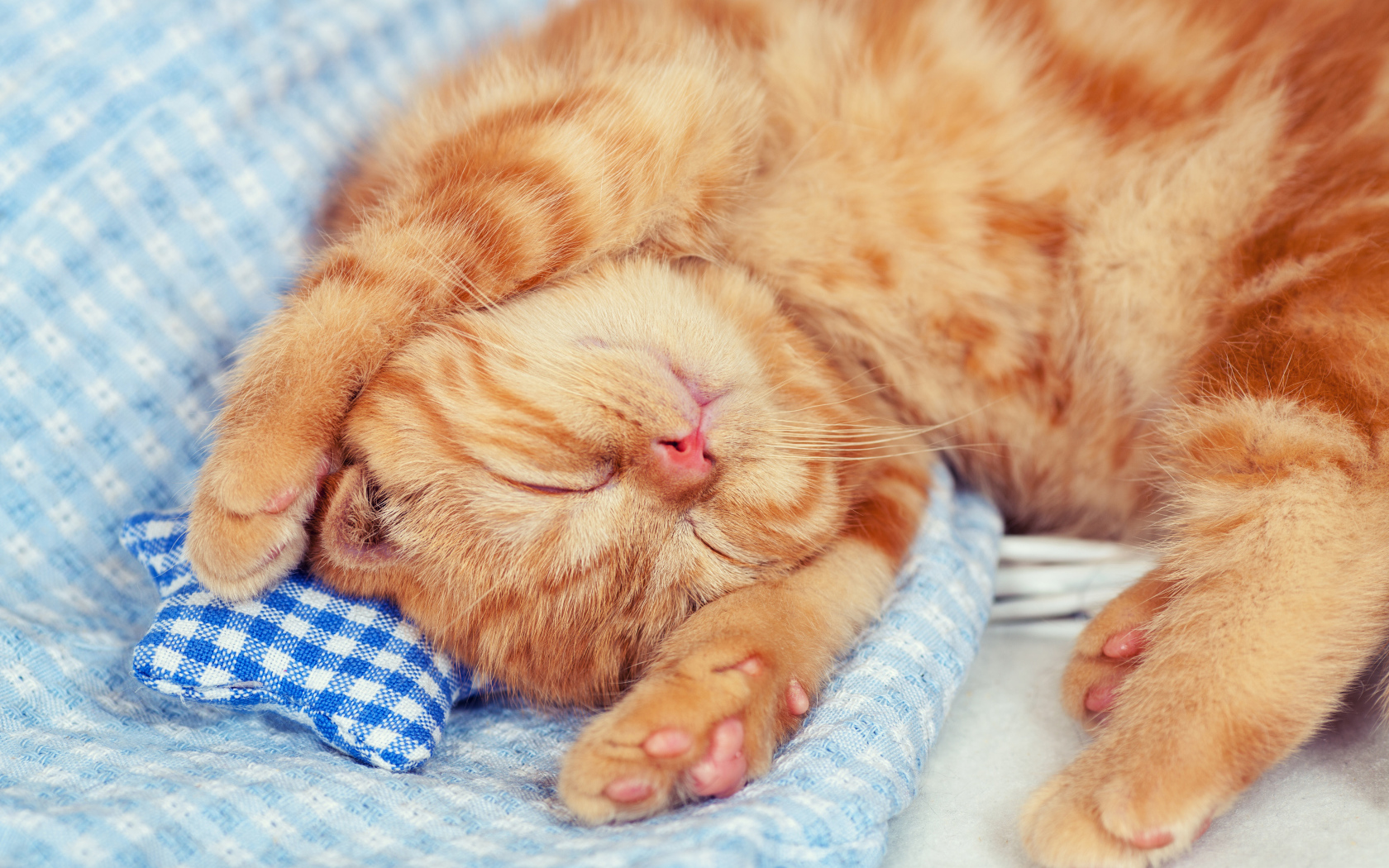 Маленький спящий рыжий котенок 