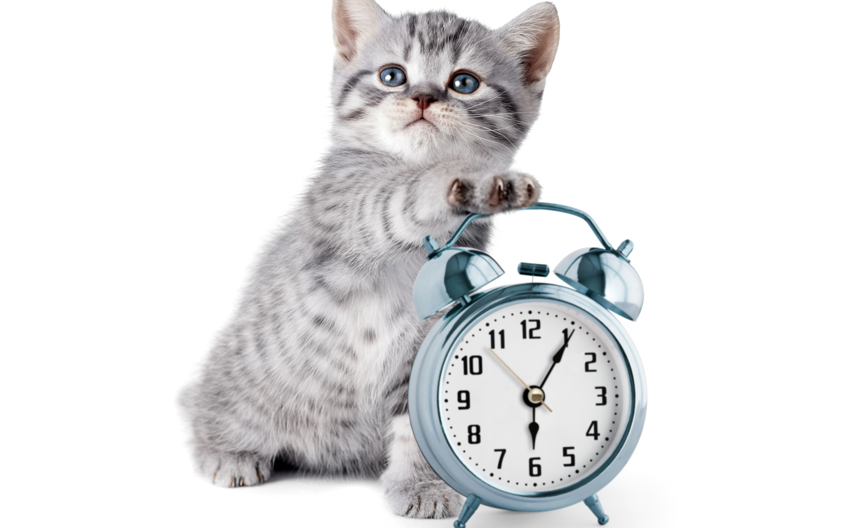 Маленький серый котенок будильником на белом фоне