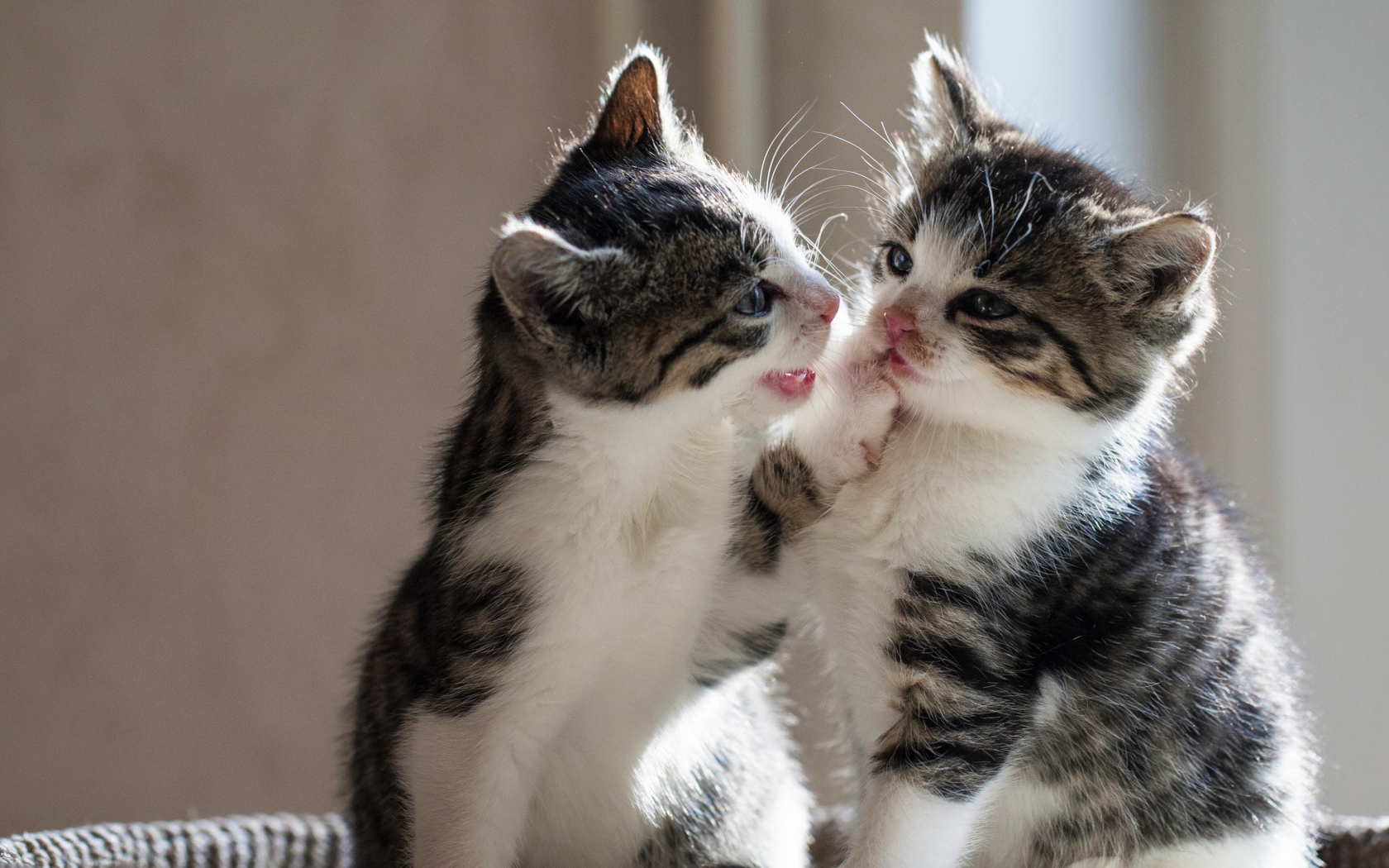 Два маленьких смешных котенка играют