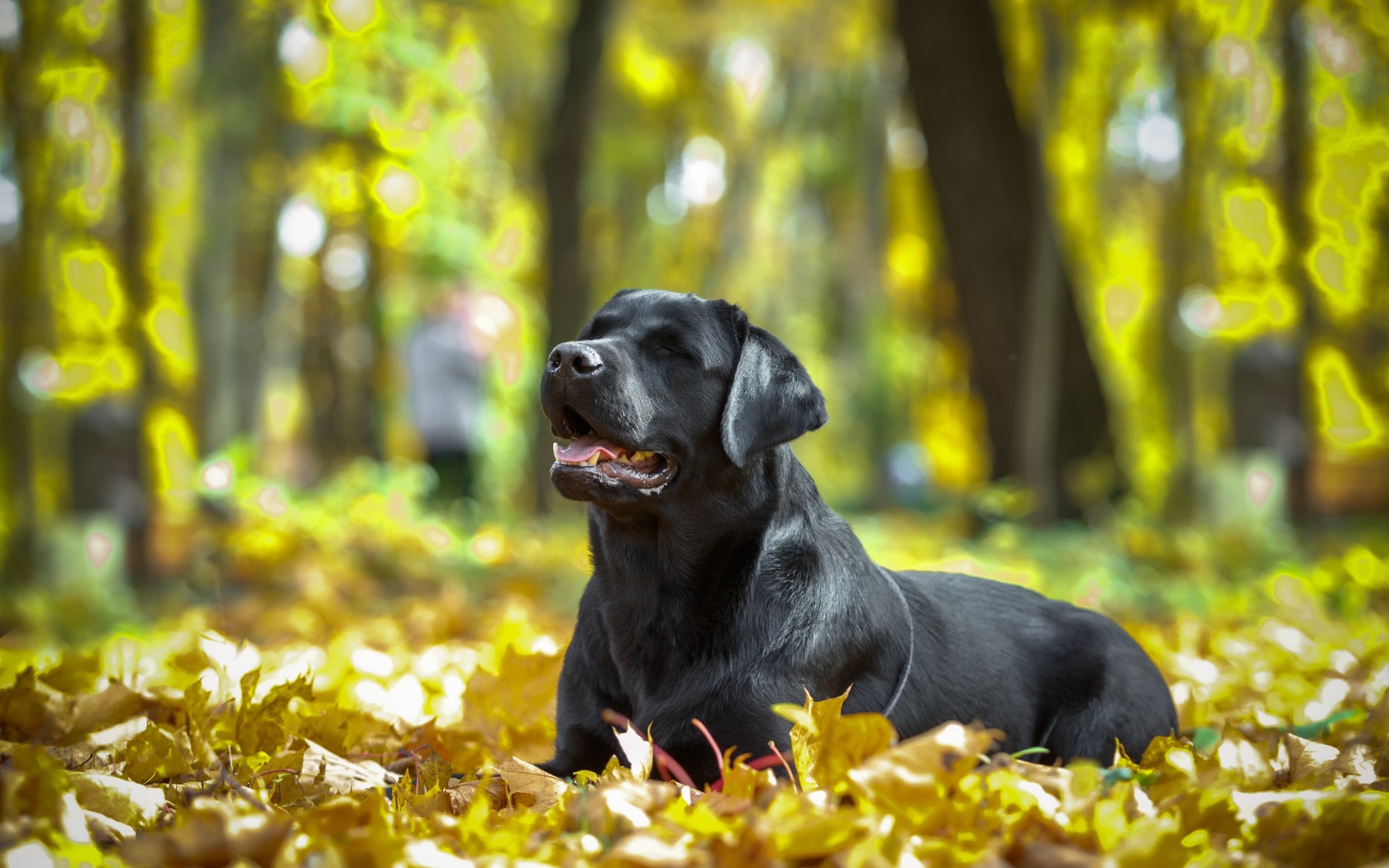Черный лабрадор отдыхает на опавшей желтой листве