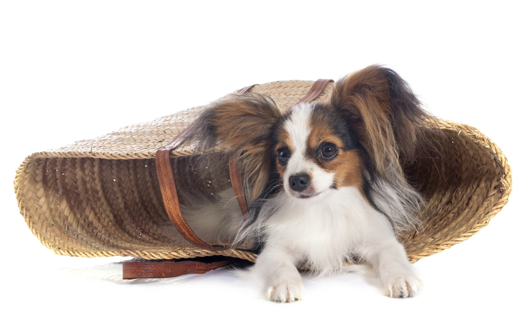 Собака чихуахуа лежит в соломенной корзинке на белом фоне