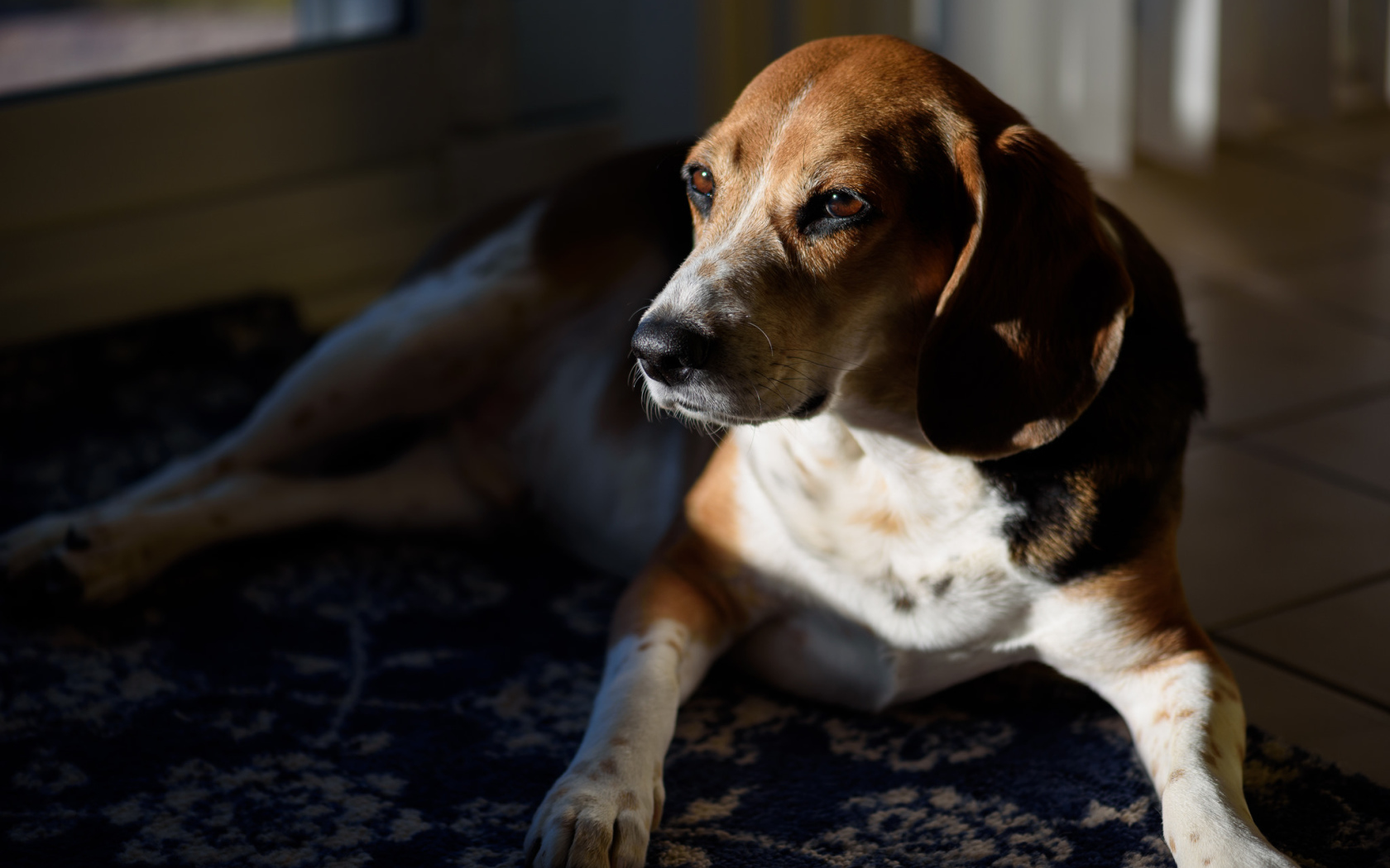 Грустный бигль лежит в лучах солнца