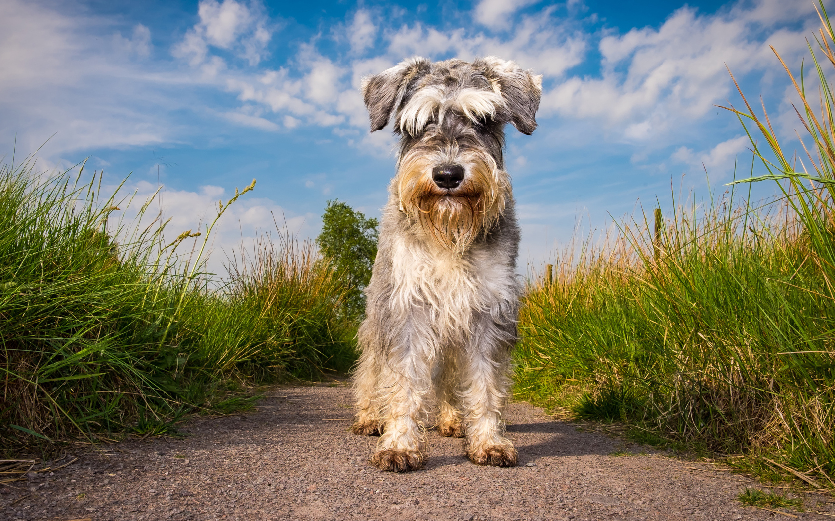 Маленькая собака породы шнауцер на фоне неба 