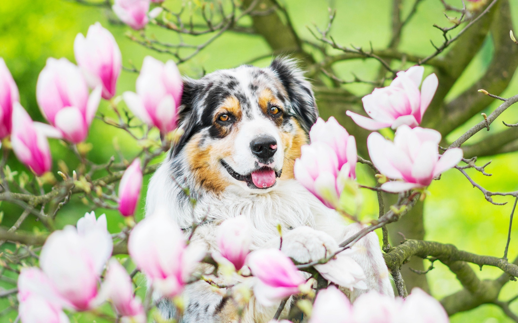 Австралийская овчарка в розовых цветах магнолии 