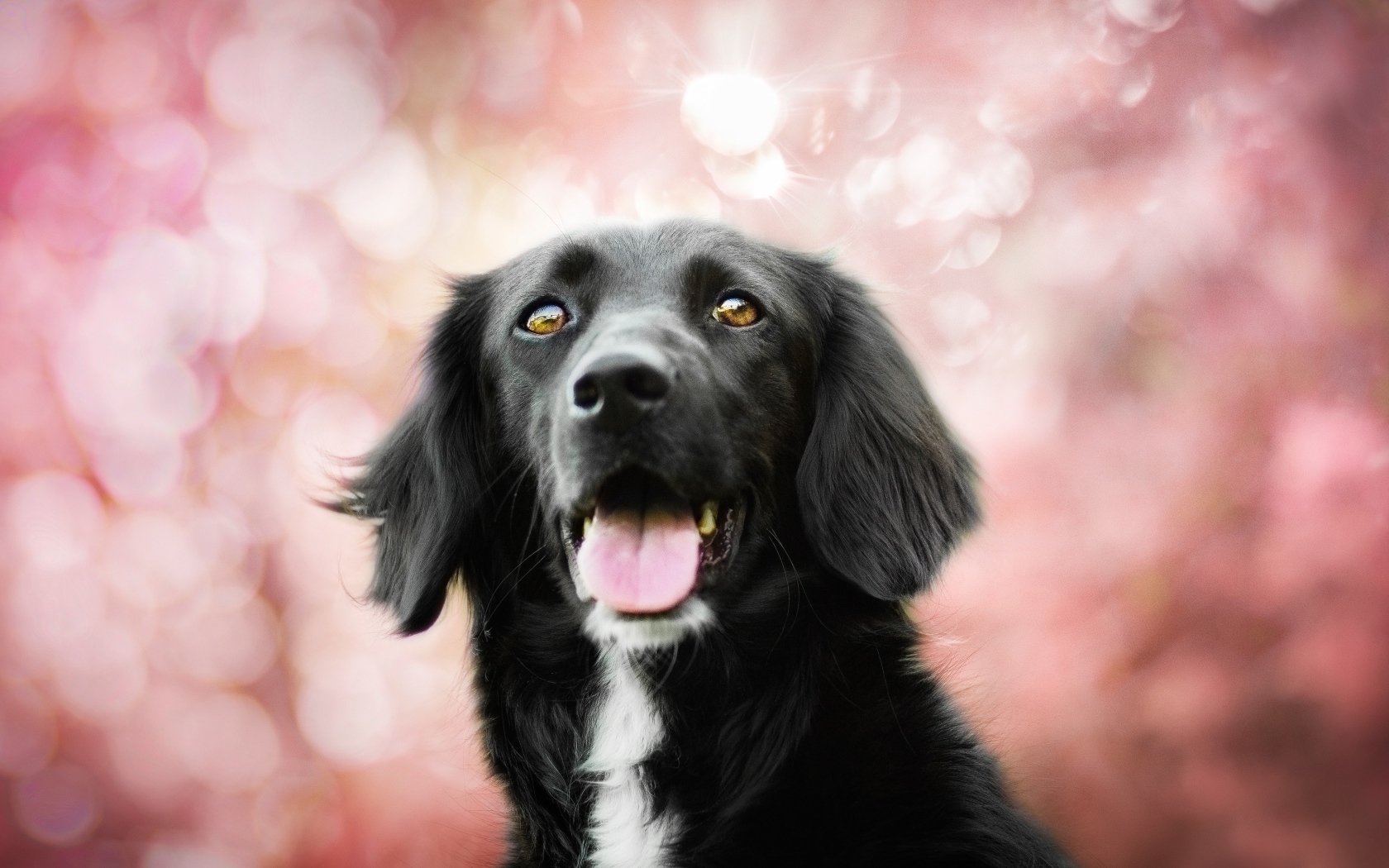 Черная собака с высунутым языком на розовом фоне 