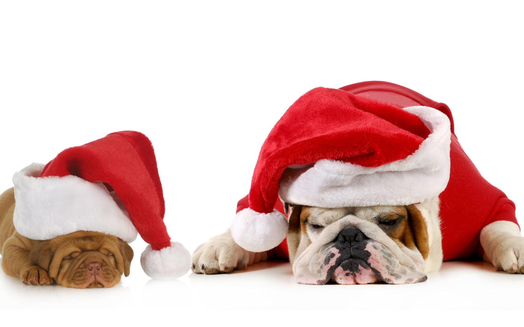 Бульдоги в новогодних костюмах  на белом фоне