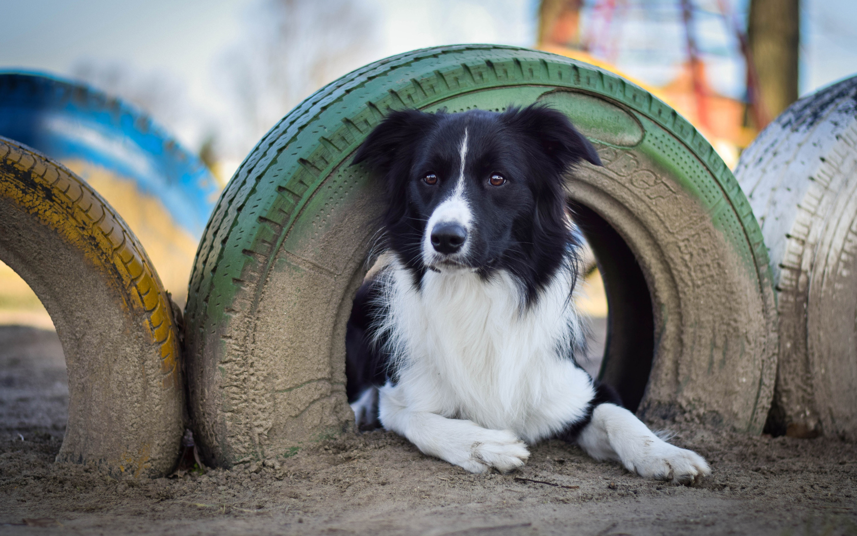 Собака поробы бордер-колли лежит под автомобильной шиной