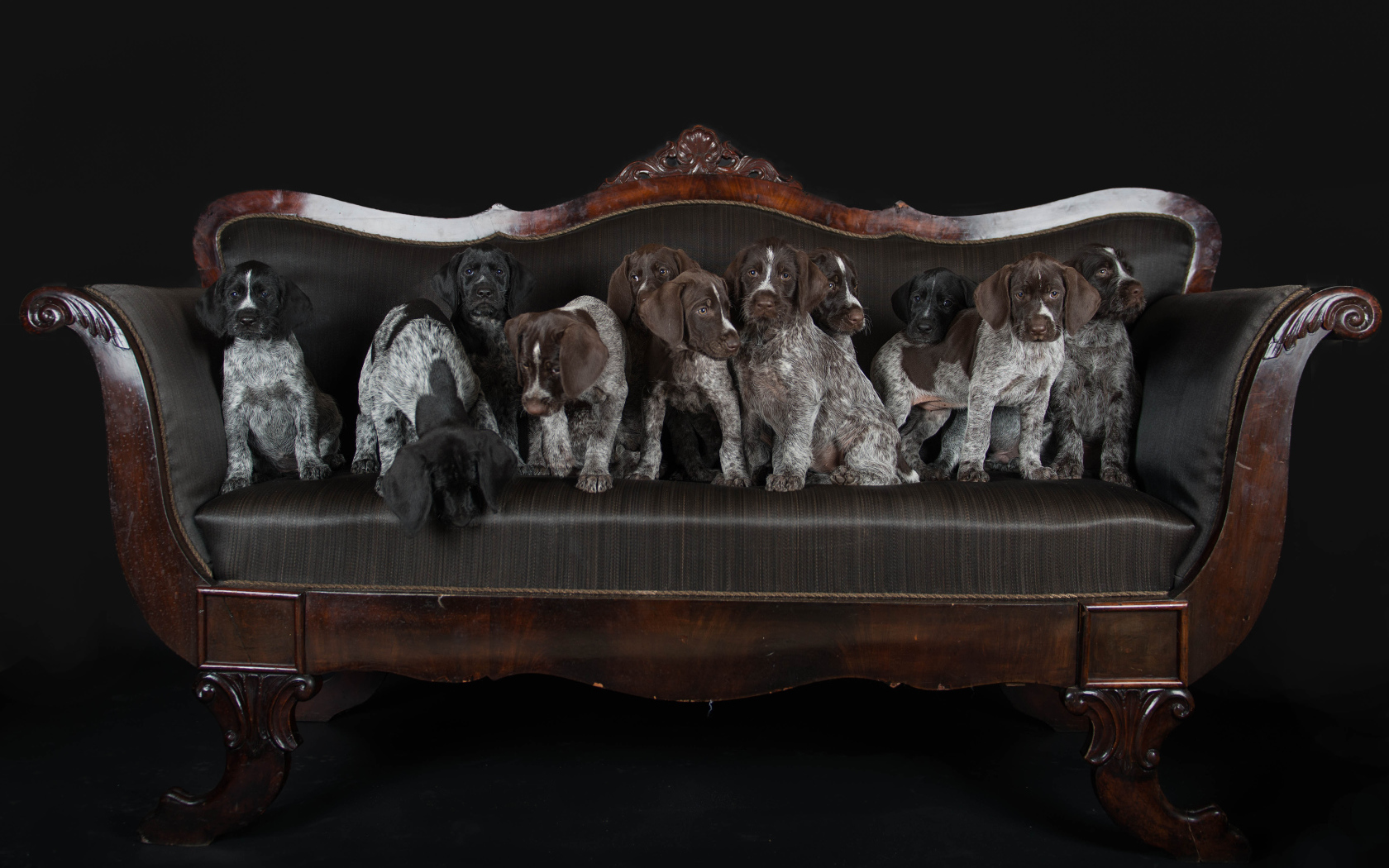 Щенки породы Дратхаар и Курцхаар сидят на кожаном диване 