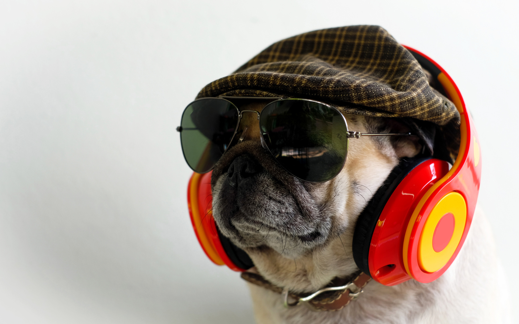 Английский бульдог в наушниках, очках и кепке 