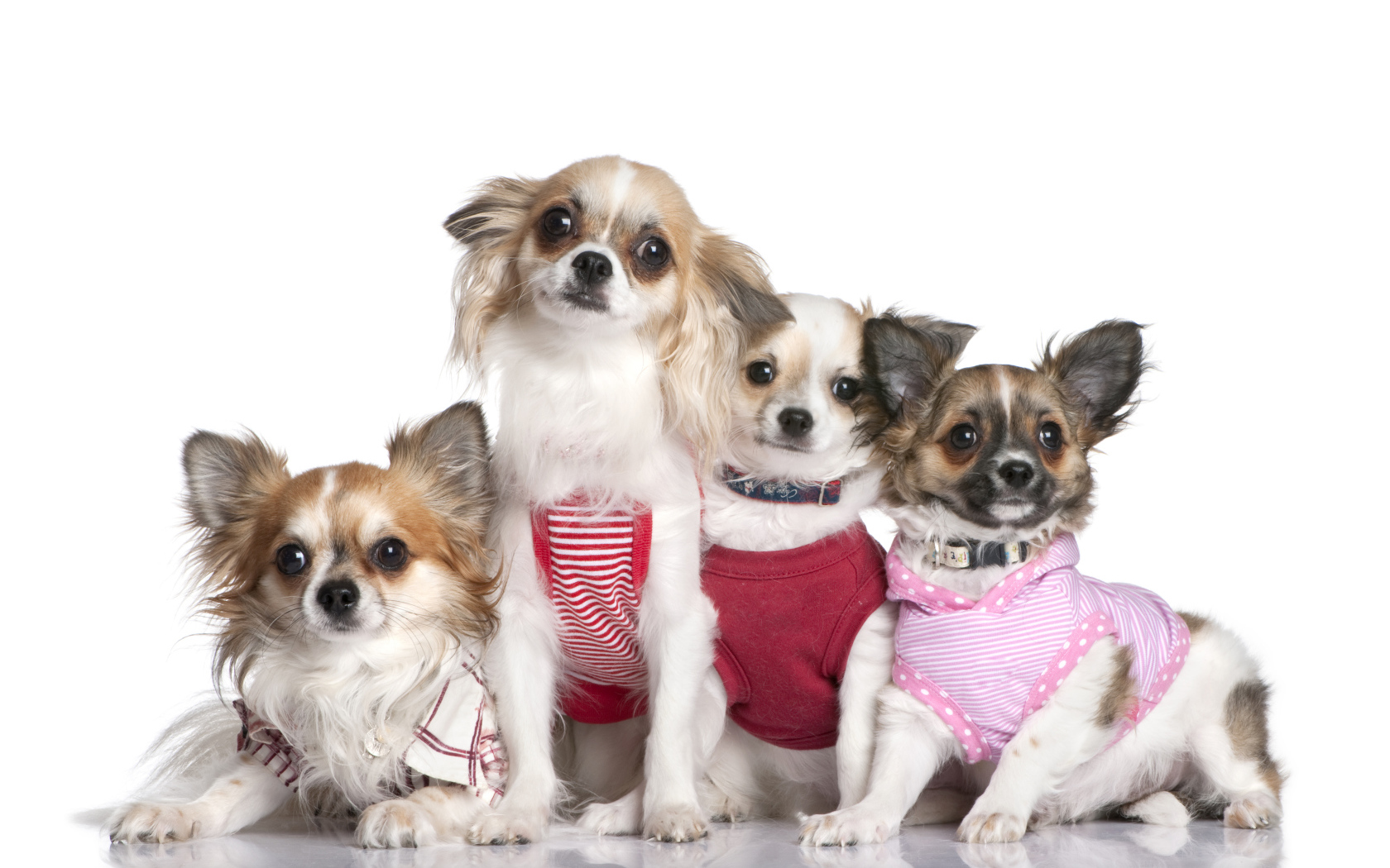 Четыре собаки породы чихуахуа в костюмах на белом фоне